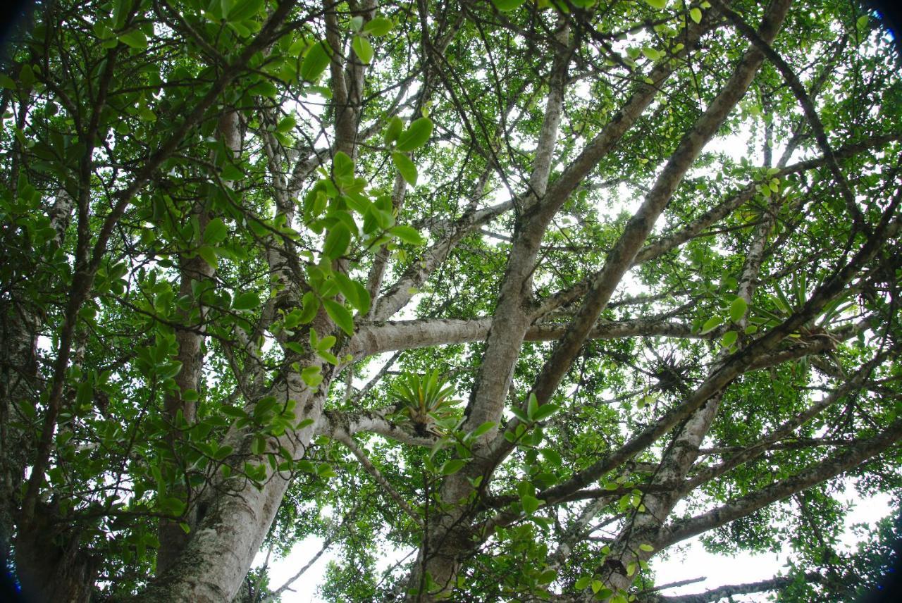Finca Umnisa - Чоачи Экстерьер фото